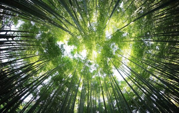 FSC-certified sustainable forest used for eco-friendly folding carton packaging by CartonCraft Inc.Trees in a forest to demonstrate sustainability initiatives