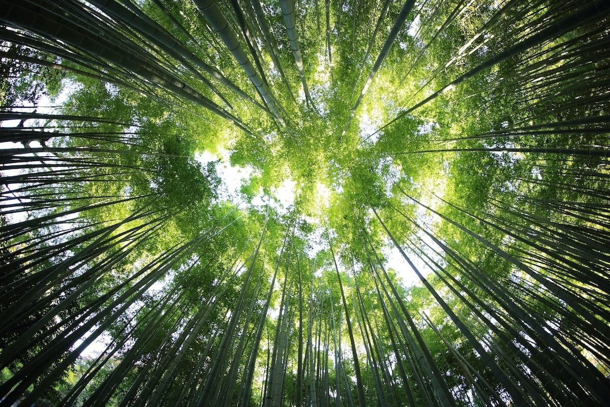 FSC-certified sustainable forest used for eco-friendly folding carton packaging by CartonCraft Inc.Trees in a forest to demonstrate sustainability initiatives